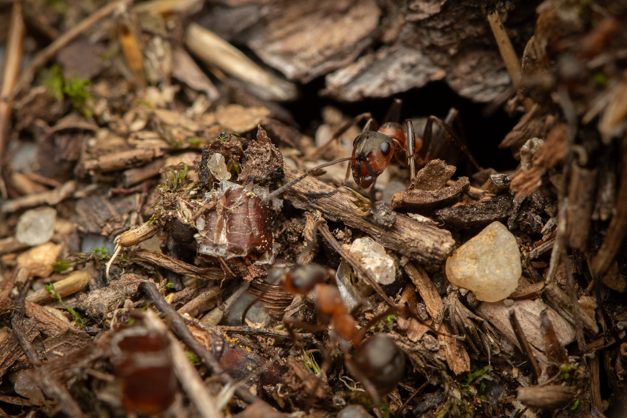 Mrówka Rudnica Formica rufa